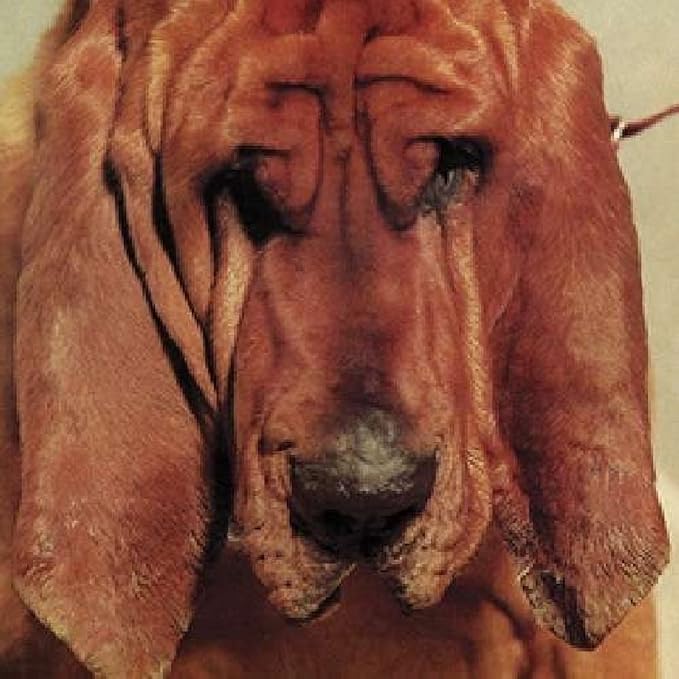 Ty Segall – Goodbye Bread