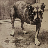 Portada de Alice In Chains de Alice In Chains en vinilo
